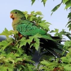 Alisterus scapularis at Wodonga, VIC - 30 Jan 2022