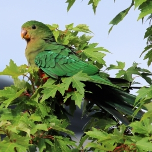 Alisterus scapularis at Wodonga, VIC - 30 Jan 2022