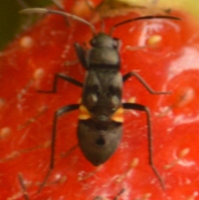 Lygaeidae (family) (Seed bug) at Mount Jerrabomberra - 30 Jan 2022 by Tmac