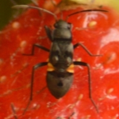 Lygaeidae sp. (family) (TBC) at Jerrabomberra, NSW - 30 Jan 2022 by TmacPictures