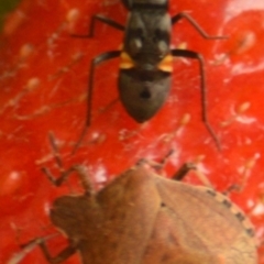 Lygaeidae (family) at Jerrabomberra, NSW - 30 Jan 2022