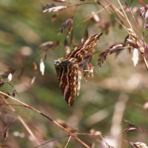 Chrysolarentia polycarpa at Cotter River, ACT - 27 Jan 2022 03:40 PM