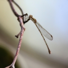 Unidentified Damselfly (Zygoptera) at Wodonga - 29 Jan 2022 by KylieWaldon