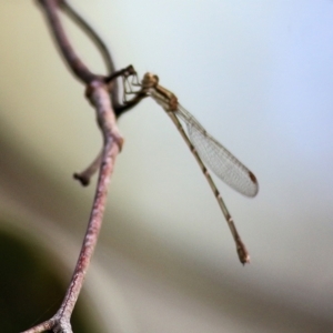 Austrolestes sp. (genus) at Wodonga, VIC - 30 Jan 2022 08:08 AM