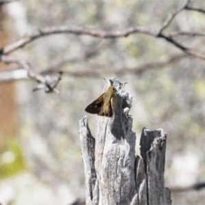 Timoconia flammeata at Cotter River, ACT - 27 Jan 2022 03:59 PM