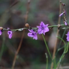 Arthropodium strictum (Chocolate Lily) at Wodonga - 29 Jan 2022 by KylieWaldon