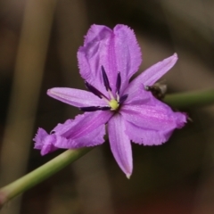 Arthropodium strictum at Wodonga, VIC - 30 Jan 2022