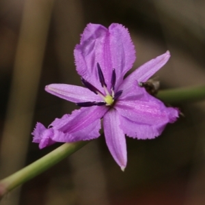 Arthropodium strictum at Wodonga, VIC - 30 Jan 2022