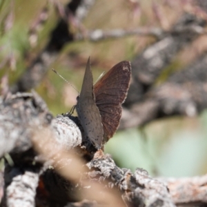 Erina hyacinthina at Cotter River, ACT - 27 Jan 2022 04:00 PM