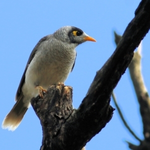 Manorina melanocephala at Wodonga, VIC - 30 Jan 2022 08:14 AM