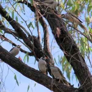 Manorina melanocephala at Wodonga, VIC - 30 Jan 2022 08:14 AM