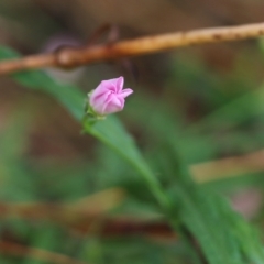 Convolvulus angustissimus subsp. angustissimus at Wodonga, VIC - 30 Jan 2022