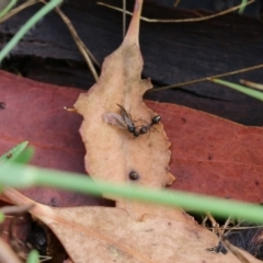 Formicidae (family) (Unidentified ant) at Wodonga, VIC - 30 Jan 2022 by KylieWaldon