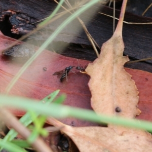 Formicidae (family) at Wodonga, VIC - 30 Jan 2022 08:19 AM