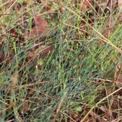 Tricoryne elatior (Yellow Rush Lily) at Wodonga, VIC - 29 Jan 2022 by KylieWaldon