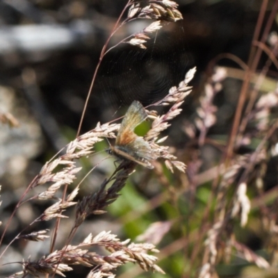 Neolucia agricola (Fringed Heath-blue) at Cotter River, ACT - 27 Jan 2022 by RAllen