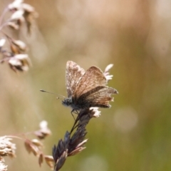 Neolucia agricola at Cotter River, ACT - 27 Jan 2022 04:02 PM