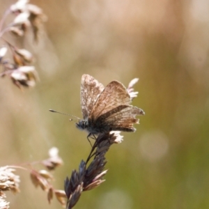 Neolucia agricola at Cotter River, ACT - 27 Jan 2022 04:02 PM