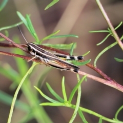 Phaulacridium vittatum (Wingless Grasshopper) at Wodonga - 29 Jan 2022 by KylieWaldon