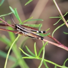 Macrotona australis (Common Macrotona Grasshopper) at Wodonga, VIC - 30 Jan 2022 by KylieWaldon