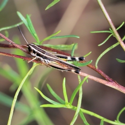 Phaulacridium vittatum (Wingless Grasshopper) at Wodonga, VIC - 29 Jan 2022 by KylieWaldon
