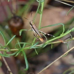 Phaulacridium vittatum at Wodonga, VIC - 30 Jan 2022 08:46 AM