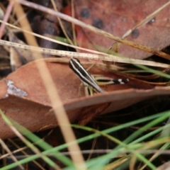 Phaulacridium vittatum at Wodonga, VIC - 30 Jan 2022 08:46 AM