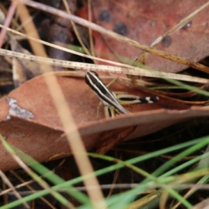 Phaulacridium vittatum at Wodonga, VIC - 30 Jan 2022 08:46 AM