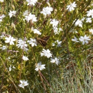 Timoconia flammeata at Cotter River, ACT - 27 Jan 2022