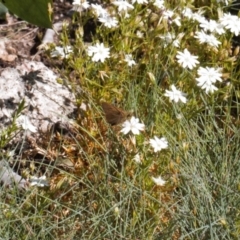 Timoconia flammeata at Cotter River, ACT - 27 Jan 2022 04:04 PM