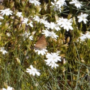 Timoconia flammeata at Cotter River, ACT - 27 Jan 2022 04:04 PM