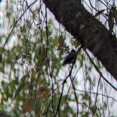 Dicaeum hirundinaceum at Barham, NSW - 30 Jan 2022 12:13 PM