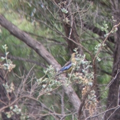 Platycercus elegans flaveolus (Yellow Rosella) at Barham, NSW - 30 Jan 2022 by Darcy