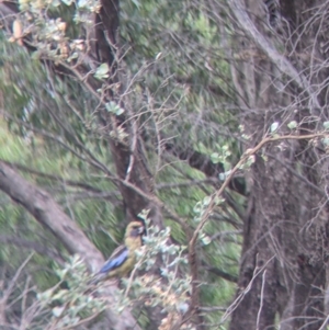 Platycercus elegans flaveolus at Barham, NSW - 30 Jan 2022