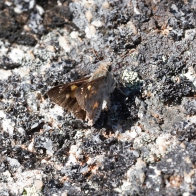 Trapezites phigalioides (Montane Ochre) at Namadgi National Park - 27 Jan 2022 by RAllen