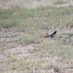 Rhipidura leucophrys (Willie Wagtail) at Barham, NSW - 30 Jan 2022 by Darcy