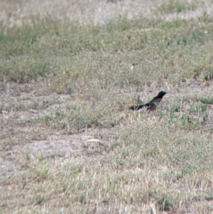 Rhipidura leucophrys at Barham, NSW - 30 Jan 2022 12:16 PM