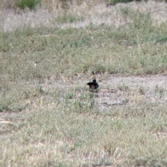 Rhipidura leucophrys at Barham, NSW - 30 Jan 2022