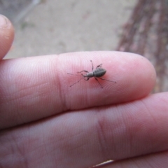 Merimnetes sp. (genus) (A weevil) at Mogo, NSW - 19 Dec 2021 by Amata