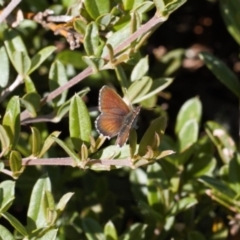 Neolucia hobartensis (Montane Heath-blue) at Bimberi, NSW - 27 Jan 2022 by RAllen