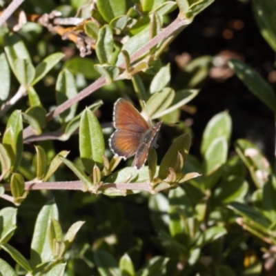 Neolucia hobartensis (Montane Heath-blue) at Bimberi, NSW - 27 Jan 2022 by RAllen