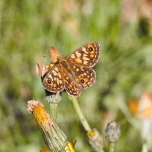 Oreixenica orichora at Cotter River, ACT - 27 Jan 2022