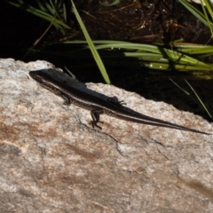 Eulamprus tympanum (Southern Water Skink) at Cotter River, ACT - 27 Jan 2022 by RAllen