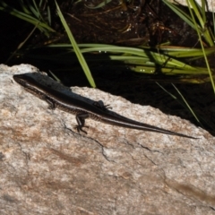 Eulamprus tympanum at Cotter River, ACT - 27 Jan 2022 05:05 PM