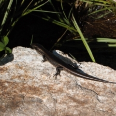 Eulamprus tympanum at Cotter River, ACT - 27 Jan 2022 05:05 PM