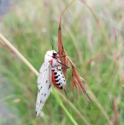 Ardices canescens (Dark-spotted Tiger Moth) at Kambah, ACT - 29 Jan 2022 by MatthewFrawley