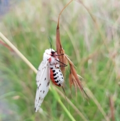 Spilosoma canescens (Dark-spotted Tiger Moth) at Kambah, ACT - 28 Jan 2022 by MatthewFrawley