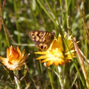 Heteronympha cordace at Cotter River, ACT - 27 Jan 2022