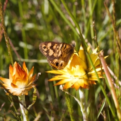 Heteronympha cordace (Bright-eyed Brown) at Namadgi National Park - 27 Jan 2022 by RAllen