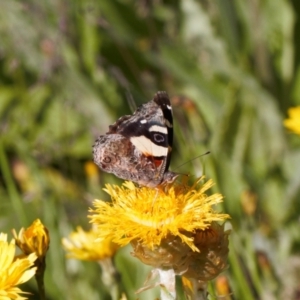 Podolepis robusta at Cotter River, ACT - 27 Jan 2022